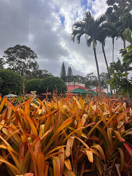 istock Tropical Garden at Dole Plantation, Oahu, Hawaii 2230032452