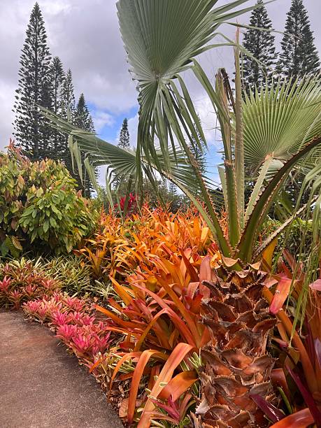 istock Tropical Garden at Dole Plantation, Oahu, Hawaii 2230032468