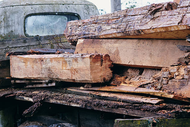 Weathered logs rest on an abandoned truck in a cool, misty forest, showcasing their natural textures and colors amidst nature.