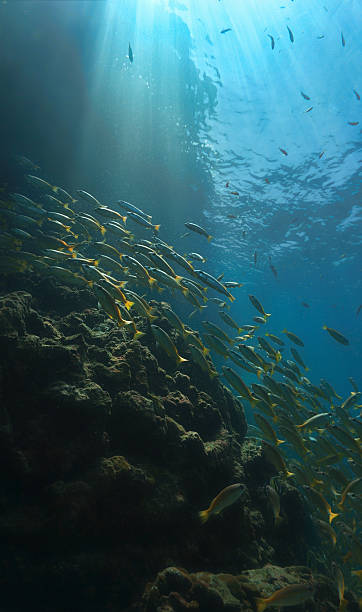 istock Coral reef - Beauty in nature 2230037302