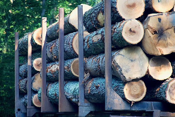 Cut timber is stacked on a truck trailer in a forest in Western Maryland.