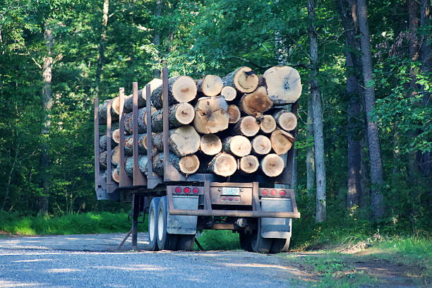 Large stacks of cut timber logs with a vehicle at a wood processing factory yard. Pile of chopped wood logs in open-air timber yard.
