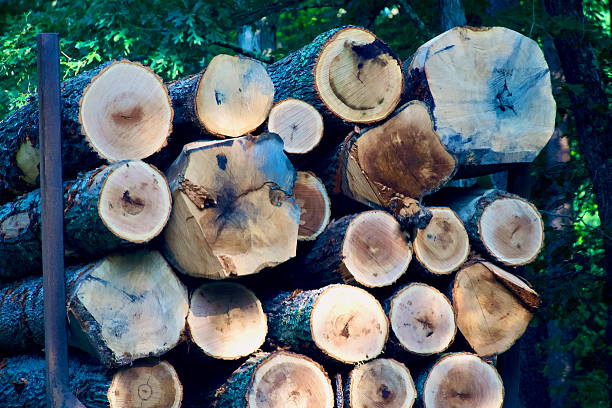 Cut timber is stacked on a truck trailer in a forest in Western Maryland.
