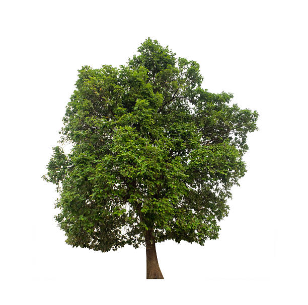 istock tree that are isolated on a white background are suitable for both printing and web pages 2230039950