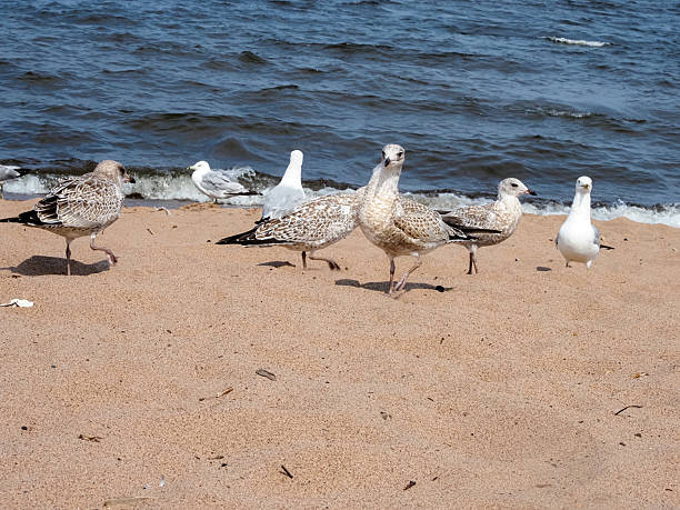 istock Flock of seagulls on beach 2230040295
