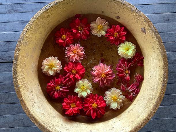 Close up of a Dahlia flower (Dahlia pinnata)