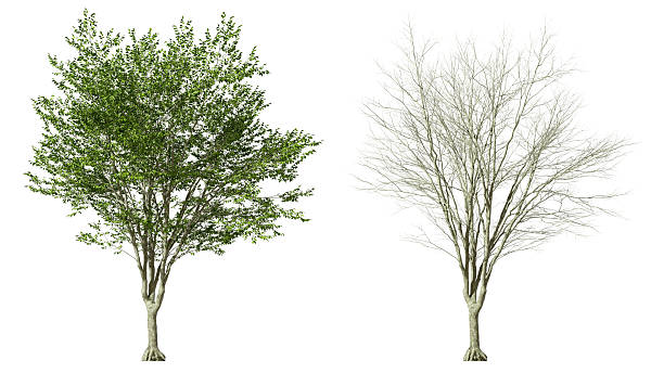Vibrant green tree and bare tree contrast on white backgrounds 3d rendering