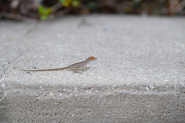 Baby brown anole (Anolis sagrei) lizard on a concrete step.