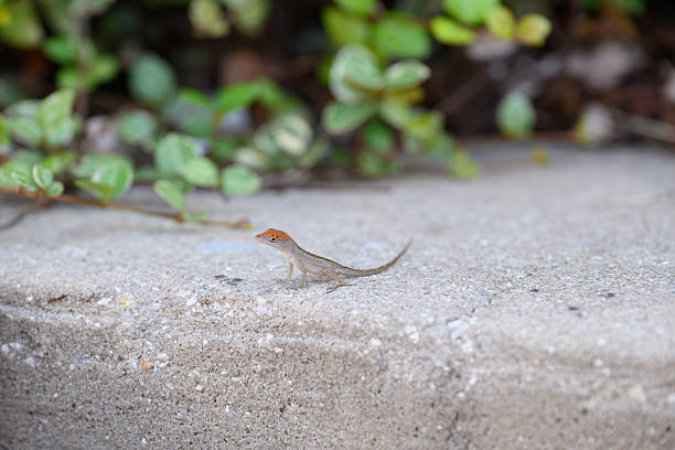 Baby brown anole (Anolis sagrei) lizard on a concrete step. lizard on a concrete step, with green foliage in the background.