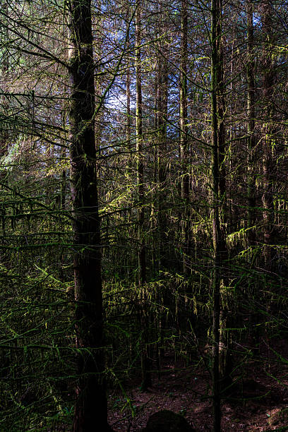 istock Sunlight casting dappled light on moss-covered trees in dense forest, Blaenau Ffestiniog, Gwynedd, Wales, Britain 2230043177