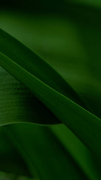Close-up several long slender green leaves