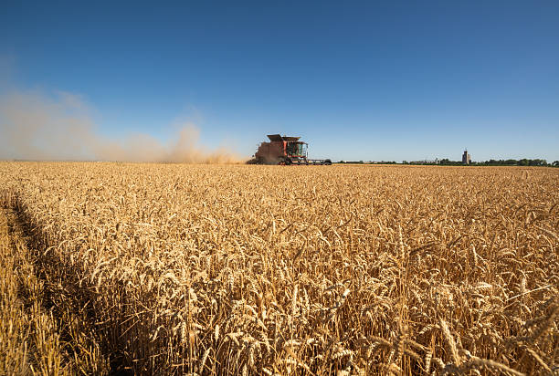 istock Combine harvester in field wheat 2230045123