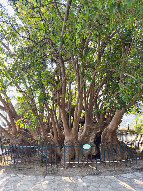 istock Fcus macrophylla tree or Moreton Bay fig or Australian banyan, thick twisting roots and green foliage 2230045900