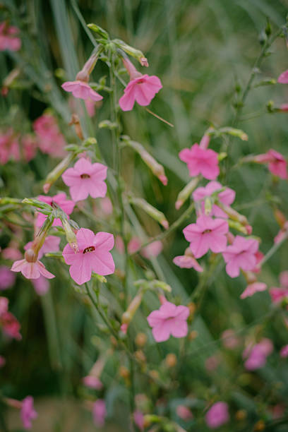 Nicotiana alata