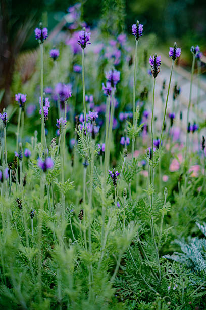 istock Salvia japonica 2230046024