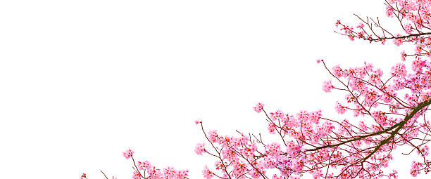 istock Cherry blossom blooming in spring season isolated on white background. 2230047257