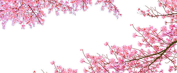 istock Cherry blossom blooming in spring isolated on white background. 2230047258
