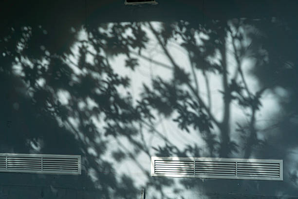 Soft Shadows of Leaves on Wall Surface