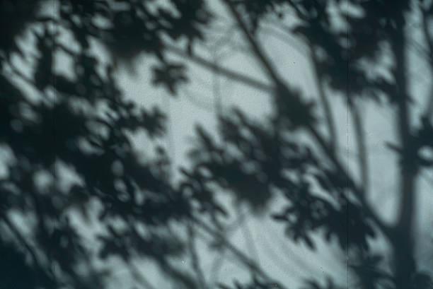 istock Soft Shadows of Leaves on Light Background 2230047298