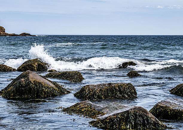The waves crashing over seaweed-covered rocks along a rugged coastline under a clear sky.