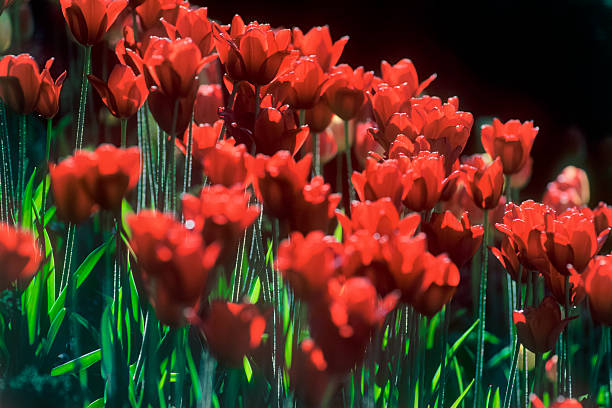 Tulips grow on the alley, garden