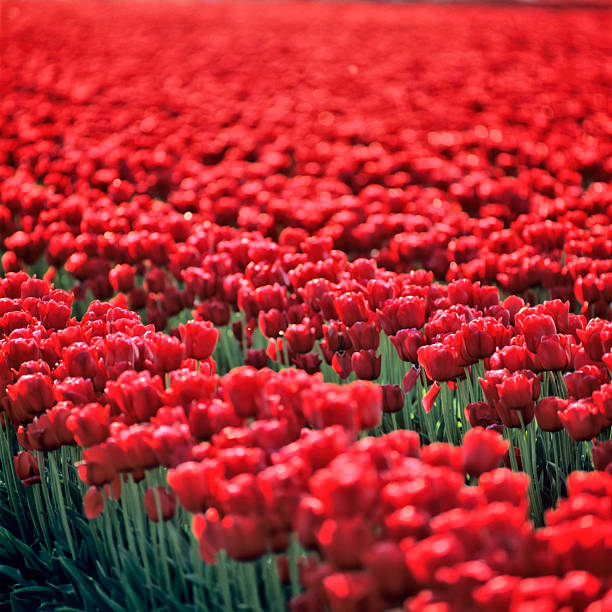 Roadside view of Skagit Valley tulip farms in Washington State