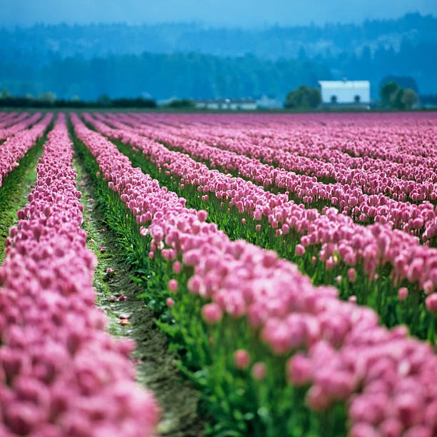 Roadside view of Skagit Valley tulip farms in Washington State