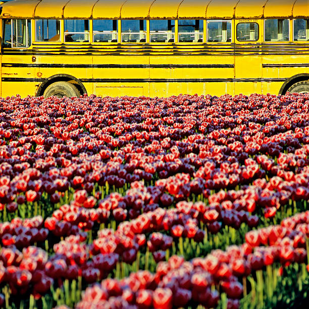 Roadside view of Skagit Valley tulip farms in Washington State