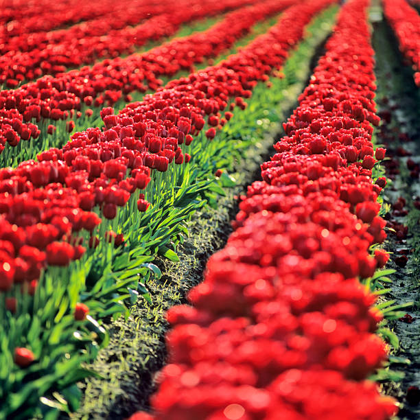Roadside view of Skagit Valley tulip farms in Washington State