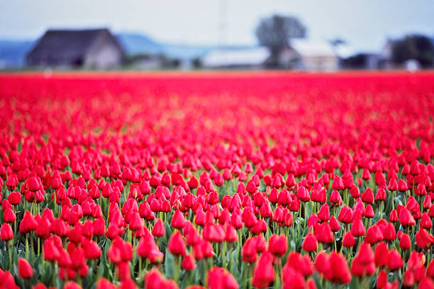 Roadside view of Skagit Valley tulip farms in Washington State