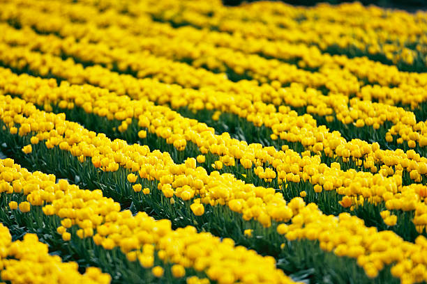 Roadside view of Skagit Valley tulip farms in Washington State