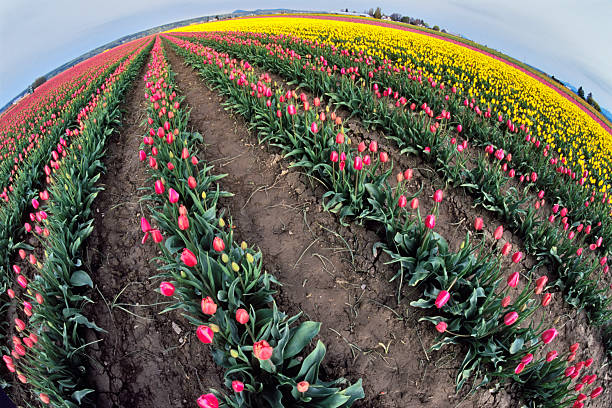 Roadside view of Skagit Valley tulip farms in Washington State