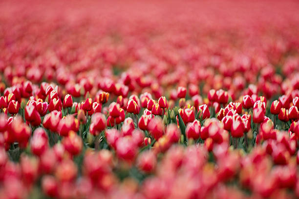 Roadside view of Skagit Valley tulip farms in Washington State