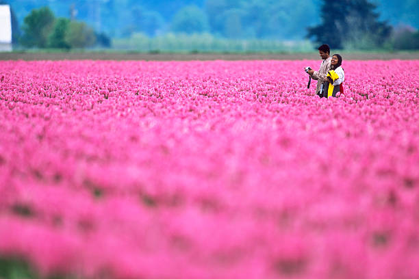 Skagit Valley on May 30, 2005: Roadside view of a tourist family walking through a Skagit Valley tulip field in Washington State