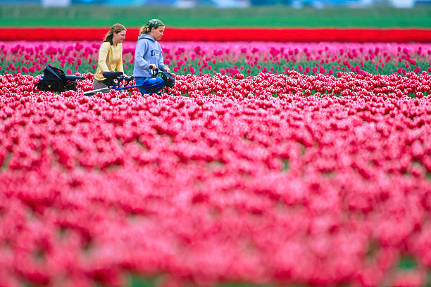 Skagit Valley on May 30, 2005: Roadside view of two young women tourists walking their bikes through a Skagit Valley tulip field in Washington State