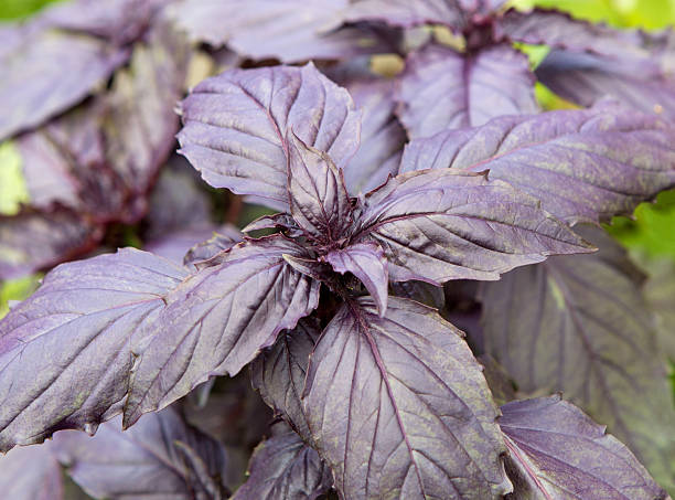 istock Basil plants.  Red basilica in garden, close-up. 2230050226