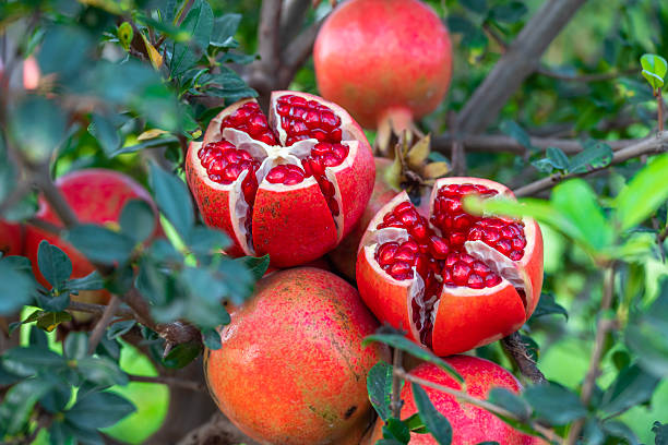 istock Fresh sweet slice pomegranates fruit with pomegranate plant background 2230052367