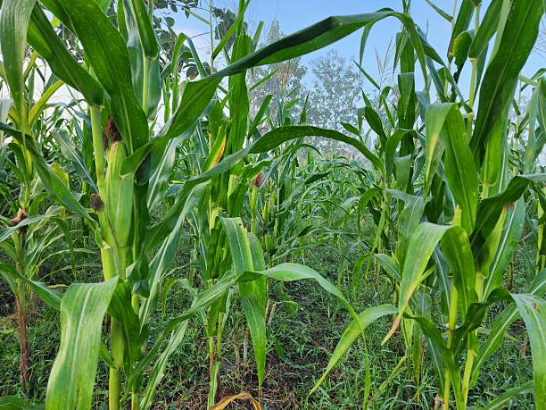 istock Lush Green Cornfield: A Vibrant Summer Landscape 2230052627