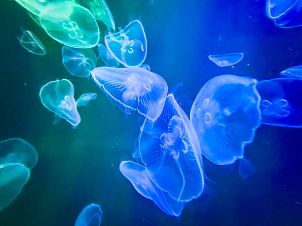 istock Luminous Moon Jellyfish in an Aquarium 2230054342
