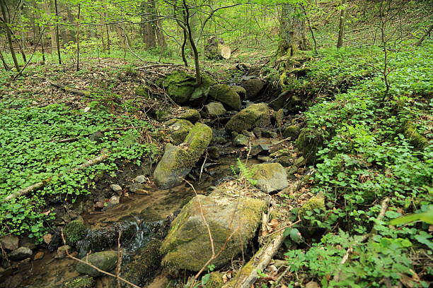 istock Riparian forest stream with mossy stones and lush vegetation canopy 2230054420