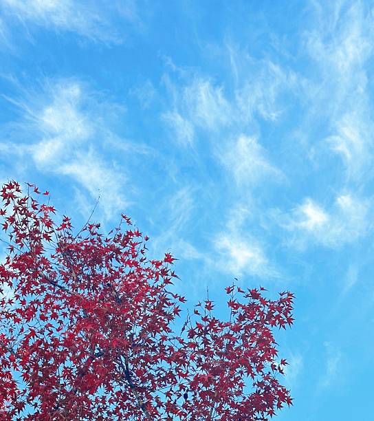 Autumn forest background. Bright color tree, red orange foliage in autumn park. Nature changes Yellow leaves in october season Basking in blue heart shape sky Weather sunny day