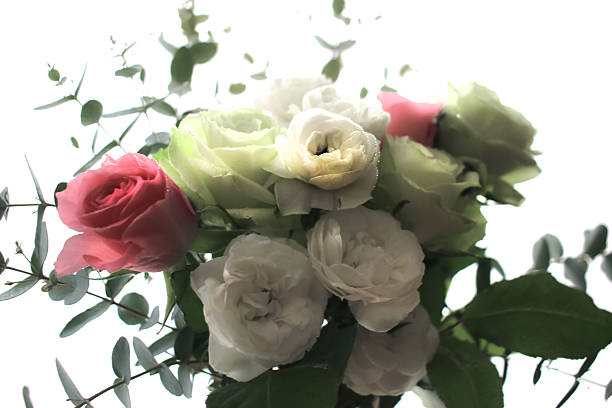 White, green and pink roses