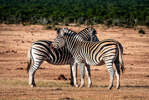 istock Addo National Park Wildlife 2230059070