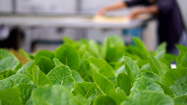 istock Eco green farm sustainable. 2230060238