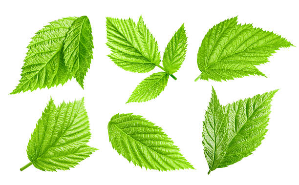 istock Raspberries leaves isolated on a white background Clipping Path 2230060696