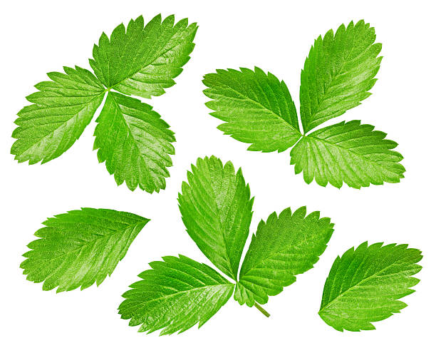 istock Collection strawberry leaves isolated 2230060781