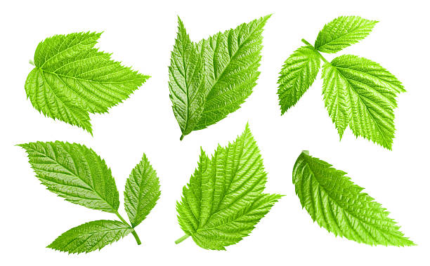 istock Raspberries leaves isolated on a white background Clipping Path 2230060836