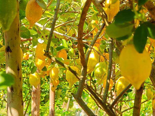Fresh lemon in the garden.