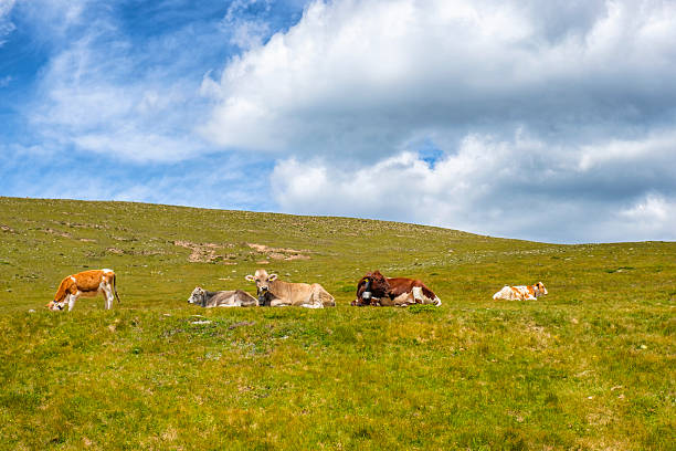 Cows resting on the Seiser Alm or Alpe di Siusi  during springtime in the Dolomites. Yellow spring flowers in the meadows and some wooden chalets sheds on the high plain in the Alps, Trentino Alto Adige, South Tyrol, Italy.