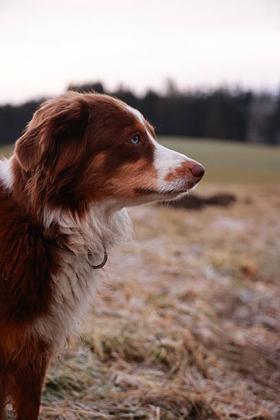 istock Brown and white dog is standing in a field 2230063942